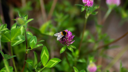 Wild life photography, photos taken in Auckland City New Zealand
