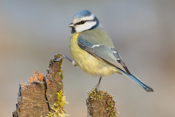 Blaumeise Parus caeruleus