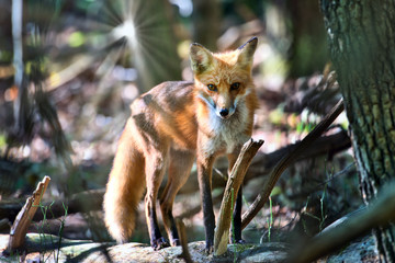 Wild Red Fox Standing on a log in a forest with the sun over it's shoulder