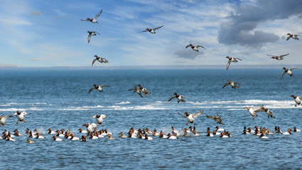 Flock of Canvasback dusks flying and swimming in an icy Chesapeake Bay in Maryland during Winter