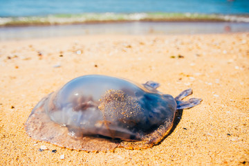 dead Rhopilema nomadica jellyfis © Valeriysurujiu