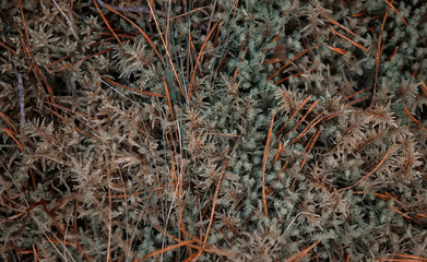 Grey moss with dry pine needles
