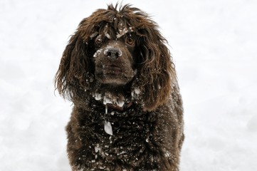  Boykin Spaniel wanting you to play on the snow