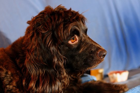 Profile portrait of a Boykin Spaniel facing right