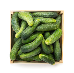 Fresh green Cucumbers