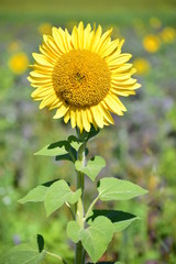 Sonnenblume, Pflanzen,Sonnenblumenfeld, Blüte, Blätter, gruen, gelb, Feld, Schatten, Kerne, Natur,