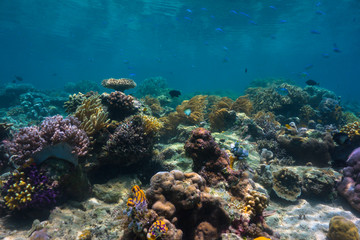 Fototapeta na wymiar Reef Scene