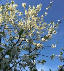 white flowers of cherry tree in spring