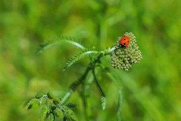 Beautiful ladybug on a flower close-up.