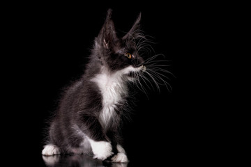 Adorable cute maine coon kitten with moustache in Hercule Poirot style on black background in studio, isolated. Copy space.