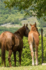Fototapeta premium Puledro arabo sauro