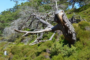 Loch Morlich and Aviemore