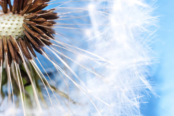 Dandelion seeds blowing in wind in summer on blue background