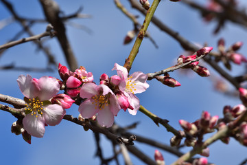 First buds with white and pink flowers in the almond trees of Andalucia (Spain)