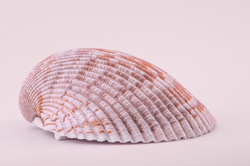 Macro of a single sea shell