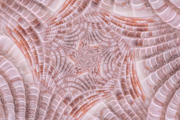 Shell structure and spirals, digitally generated image