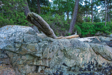 Driftwood on the Rock