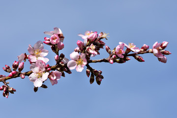 First buds with white and pink flowers in the almond trees of Andalucia (Spain)