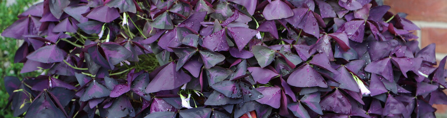  Background or banner of Purple shamrocks 
