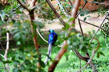 one blue bird on a branch