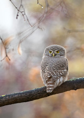 The Eurasian pygmy owl (Glaucidium passerinum) is the smallest owl in Europe.