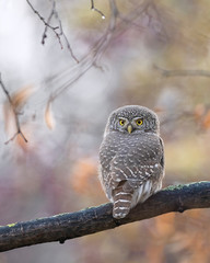 The Eurasian pygmy owl (Glaucidium passerinum) is the smallest owl in Europe.