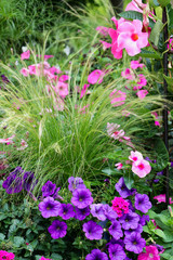 Mexican feather grass with pink mandevilla, hot pink petunias and purple petunias