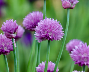Fototapeta premium Field of lavender chives on green background