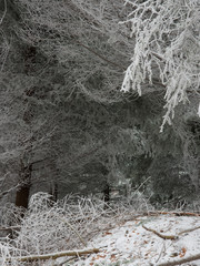 fairytale image in a frozen forest