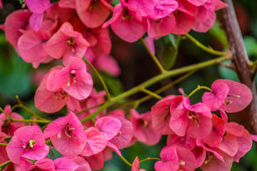 Fototapeta na wymiar Macro closeup of pink bougainvillea flower with petals blooming in a garden