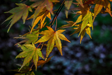 Autumn leaves