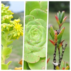  Collage of nature, leaves, plants