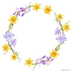 Fototapeta na wymiar Decorative watercolor wreath with spring flowers daffodil and iris and freesia on a white background, traced