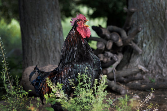 El gallo canta hasta morir