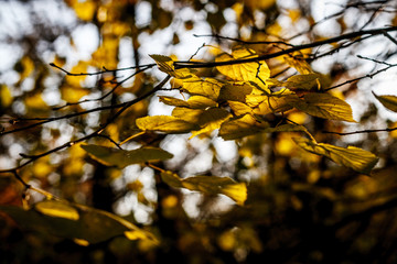 Autumn leaves