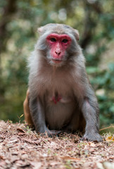 Monkey sitting and looking around with nature background in Hong Kong