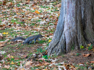 squirrel in park