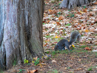 squirrel in park
