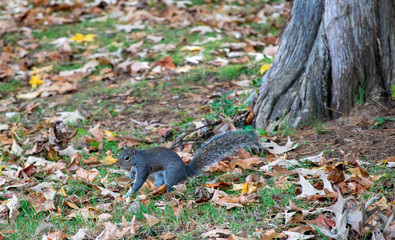 Naklejka na ściany i meble squirrel in park