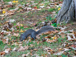 squirrel in park