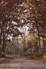 forest in autumn