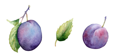 Set of painted ripe plums, watercolor isolated illustration.