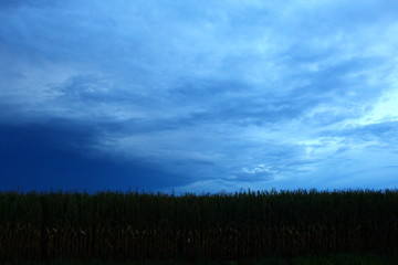 Obraz premium green field and sky