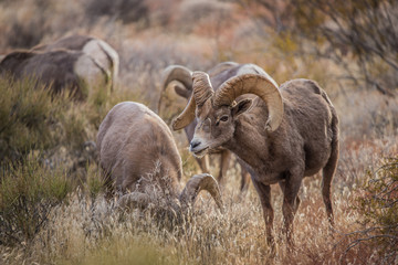 Endangered desert bighorn sheep 