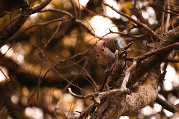Red irish squirrel on a tree
