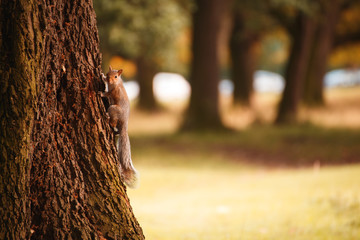 Red irish squirrel on a tree