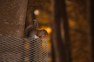 Red irish squirrel on a tree