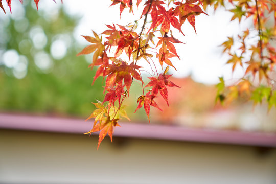 meple leaf color change in enzoji temple of autumn fukushima