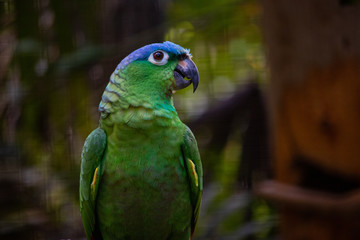 colorful parrot