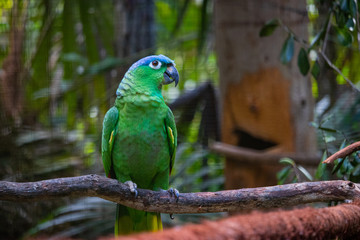 green parrot